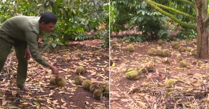 llắp đặt hệ thống tưới tại lâm đồng